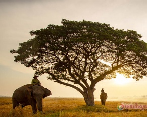 មនុស្សខ្ពើម​អាចន៍​ជិះដំរី ខ្ពើម​ក្តី​ឡើង​ចុង​ឈើ