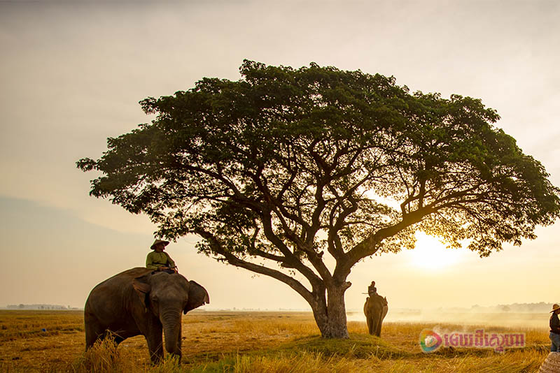 មនុស្សខ្ពើម​អាចន៍​ជិះដំរី ខ្ពើម​ក្តី​ឡើង​ចុង​ឈើ